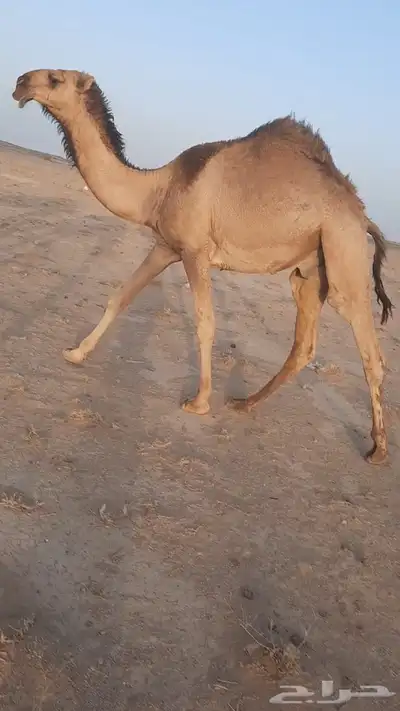 قعود 0