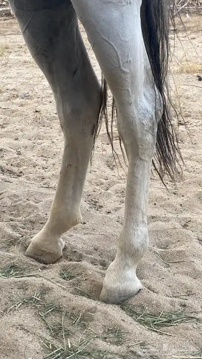 حصان شعبي 4