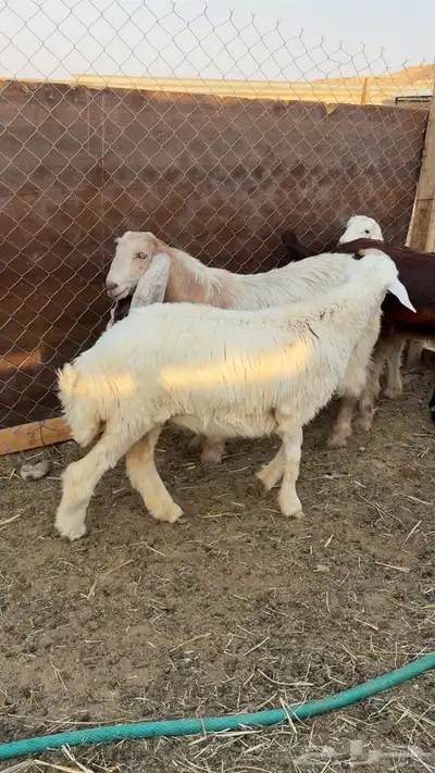 هرفي حري وطلي نعيمي 2