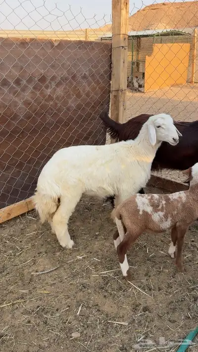 هرفي حري وطلي نعيمي 3