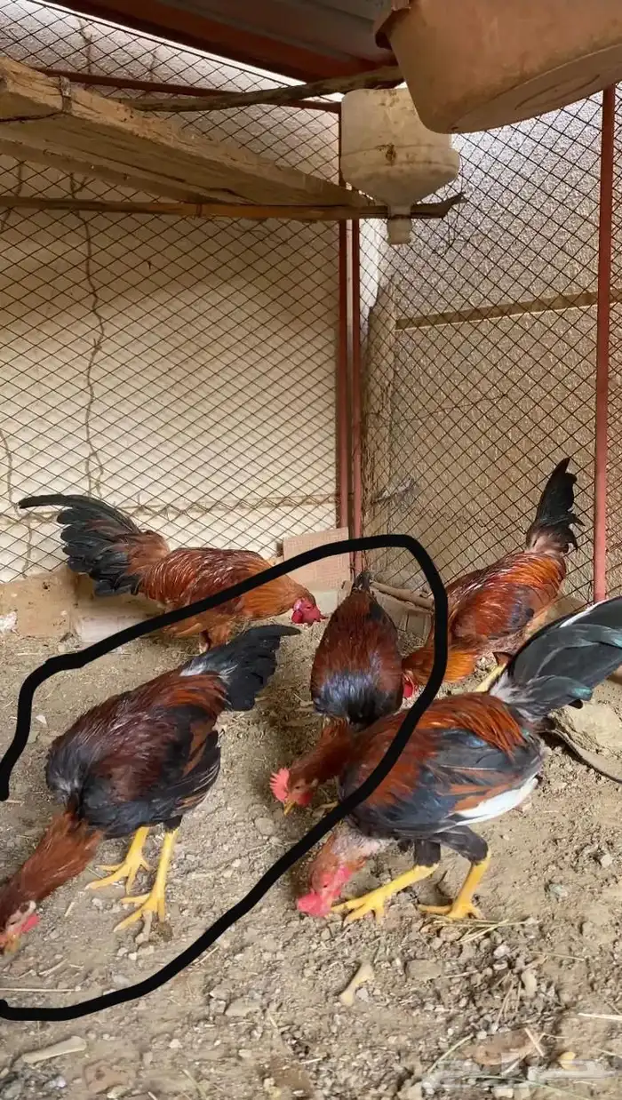 دجاج بلدي اصلي اب عن جد 0