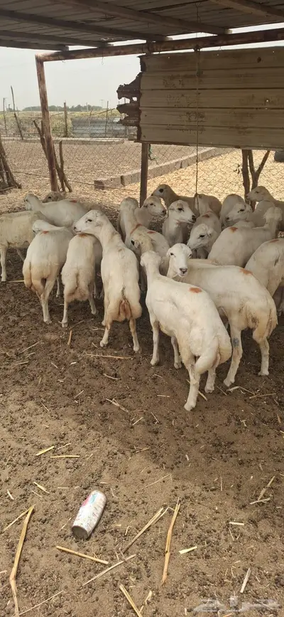 خرفان لبيع مخاصي وفحول كله جدع 0
