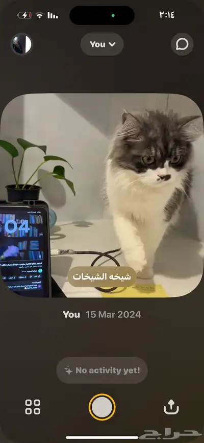 قطط 3