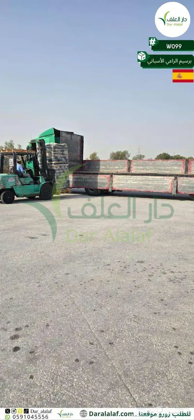 برسيم الراعي الأسباني الدمام 1