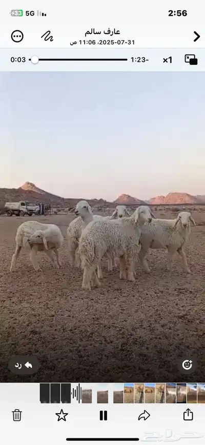 رخال حريات 1