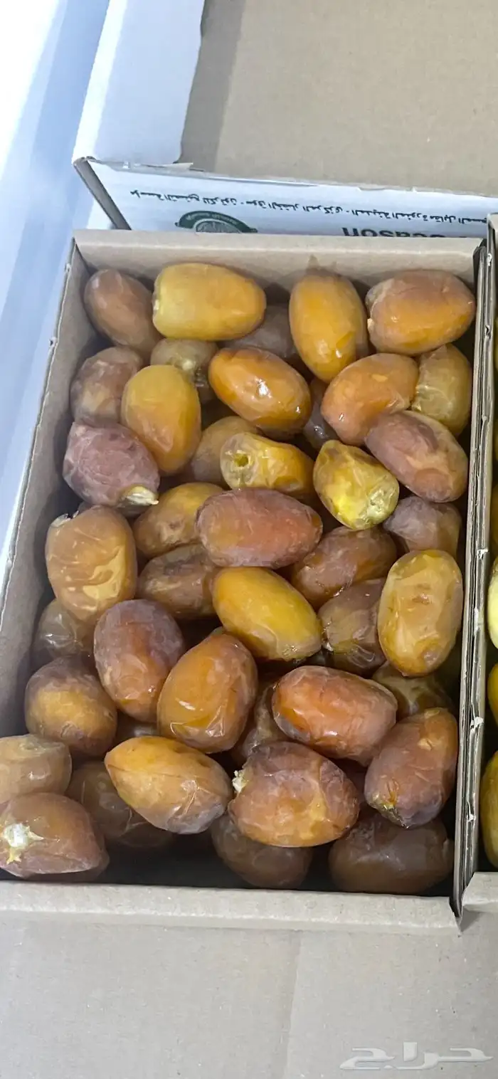 تمور المدينة 2