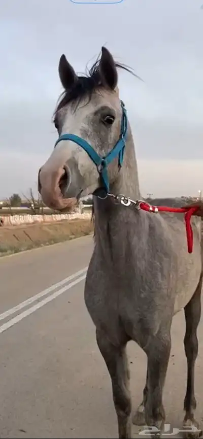 حصان مكس بين وهو و شعبي العمر 2وشهرين الأب م الأم م 4