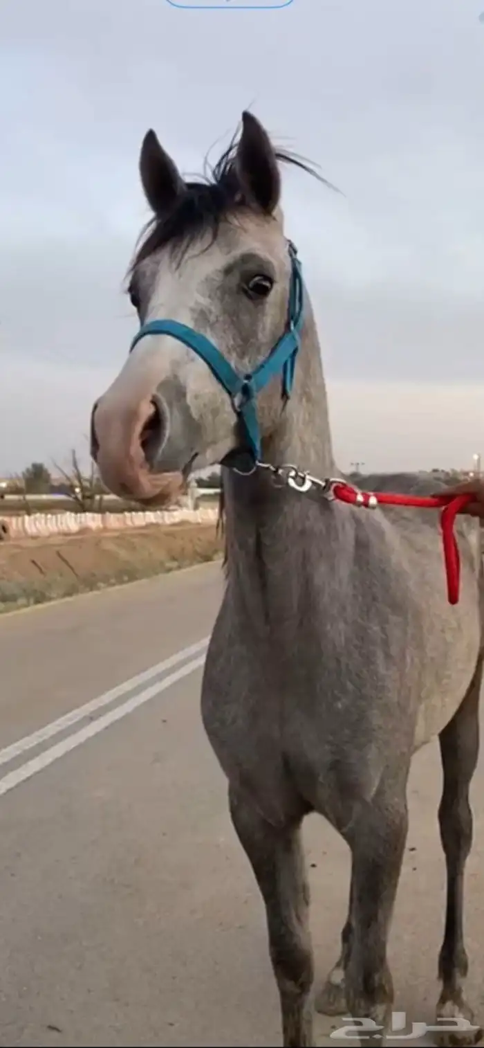 حصان مكس بين وهو و شعبي العمر 2وشهرين الأب م الأم م 4