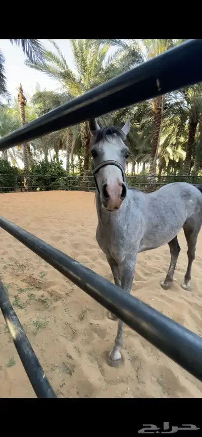 حصان مكس بين وهو و شعبي العمر 2وشهرين الأب م الأم م 5