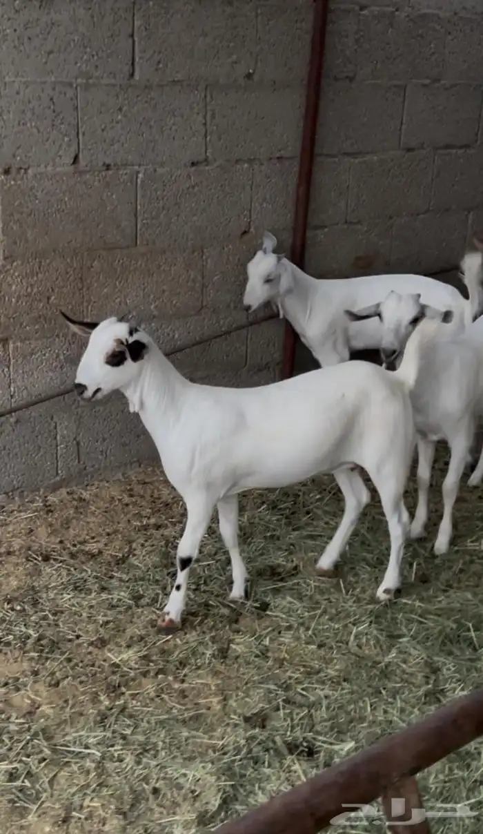 معزاء جفار بيشيات كحل 5