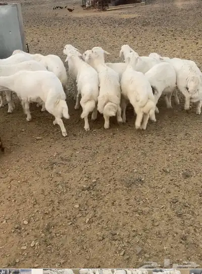 17 خروف 1