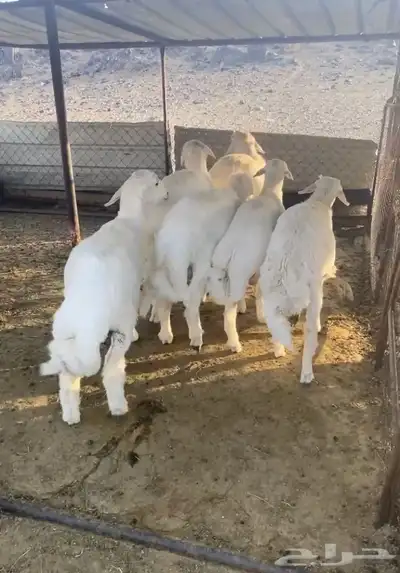 17 خروف 0