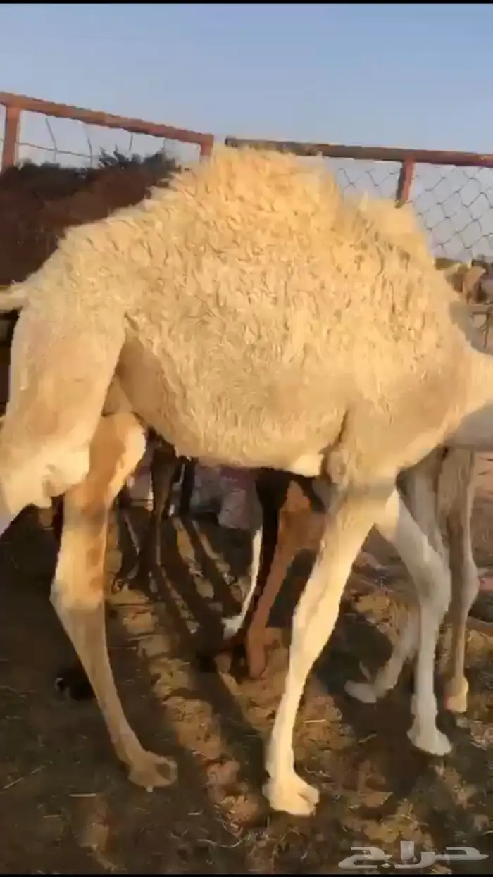 قعدان للبيع قصب العدد 4 1