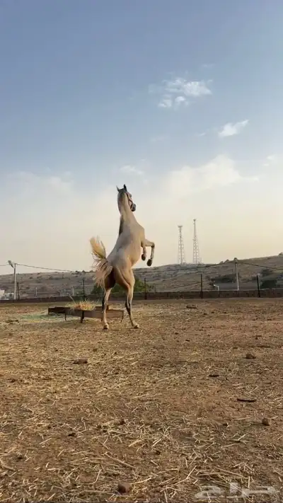 خيل شعبي شرطط اقبل قطوع 3