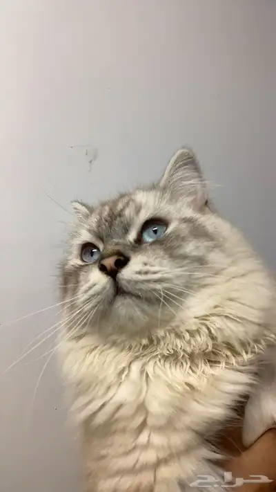 قطط 2