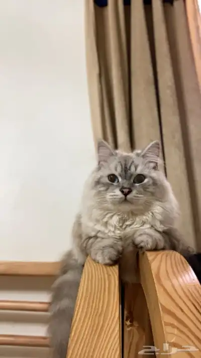قطط 1