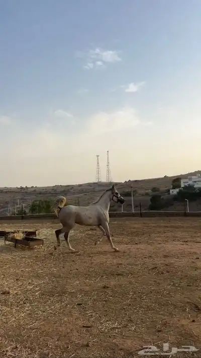 خيل شعبي شرطط اقبل قطوع 2