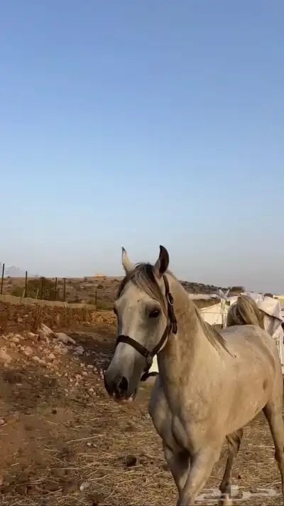 خيل شعبي شرطط اقبل قطوع 1