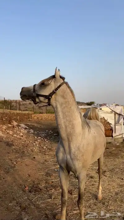 خيل شعبي شرطط اقبل قطوع 0