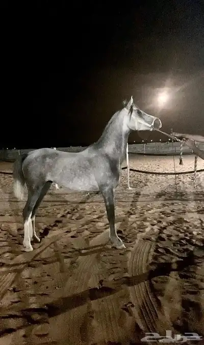 شعبي فاخر 3