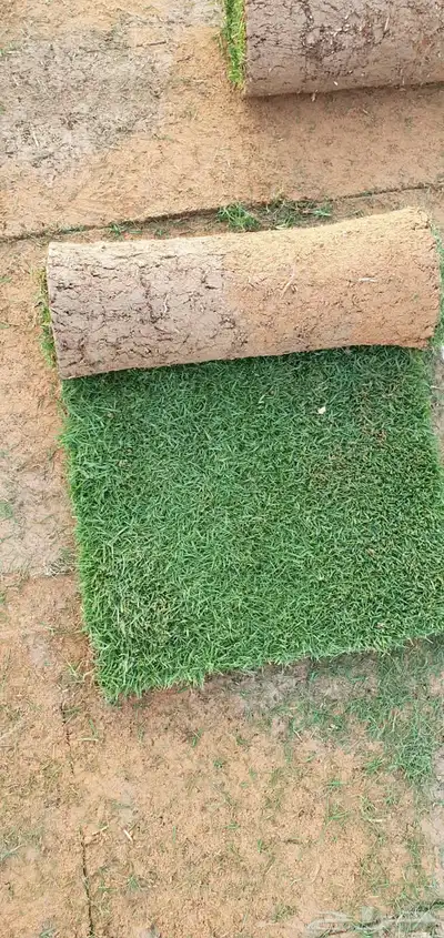 تثيل نجيله طبيعي 13