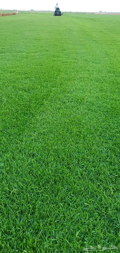 تثيل نجيله طبيعي 11