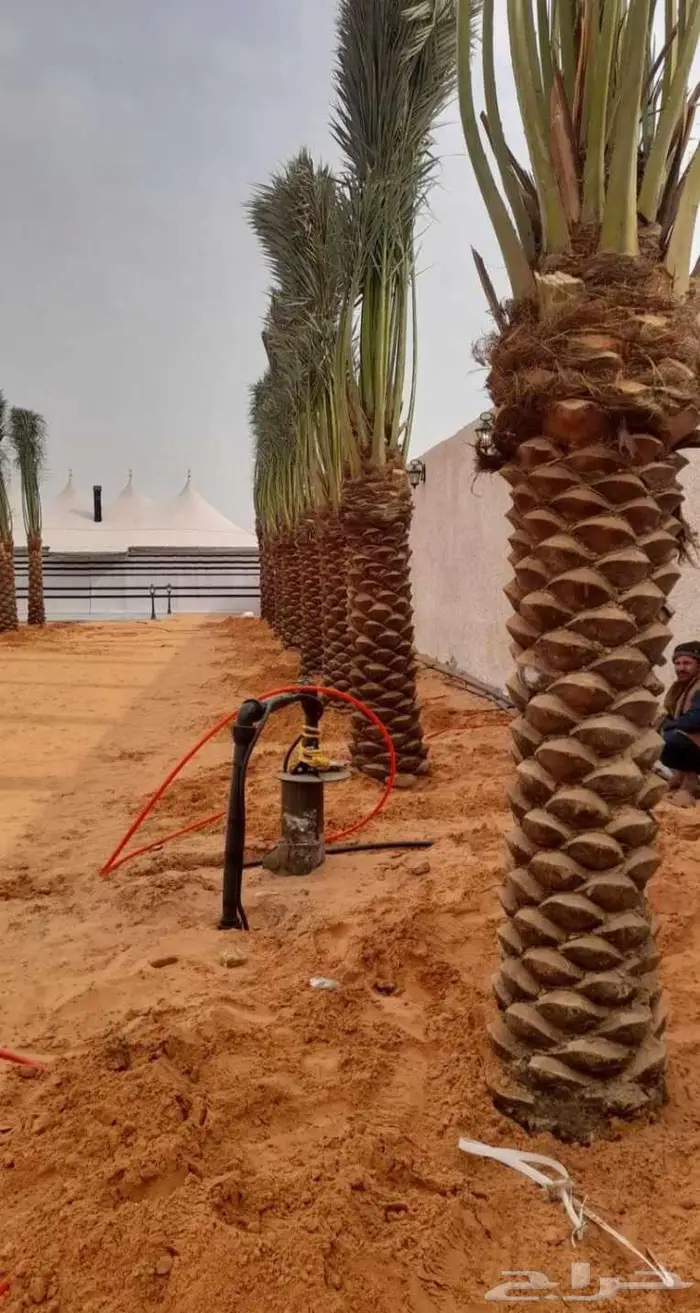 نخل مثمر سكري هلالي شيشي صقعي نخيل سري واشنطني خضري 5