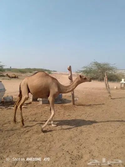 قعدان للبيع العدد 10 8