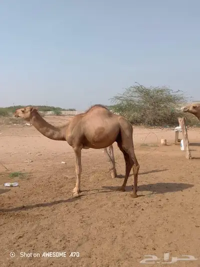 قعدان للبيع العدد 10 3