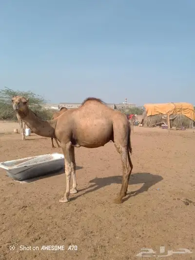 قعدان للبيع العدد 10 2