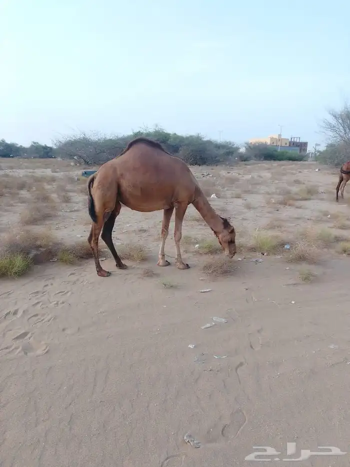 ناقه للبيع جنب لها سبعه اشهر ام ثاني سديس 0