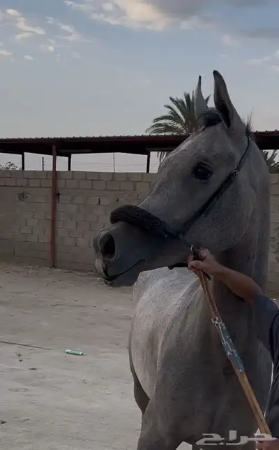 مهره شعبيه كفوو 1