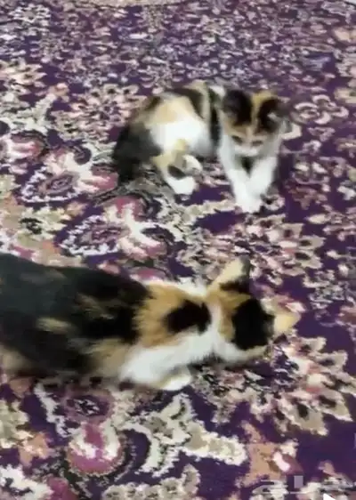 قطوه لتبني اناثي مجانا 1