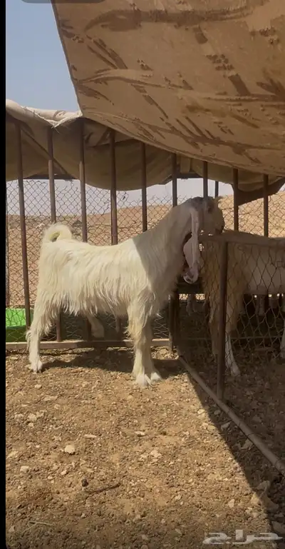 اللبيع معزا مشروكات كفو نوادر 1