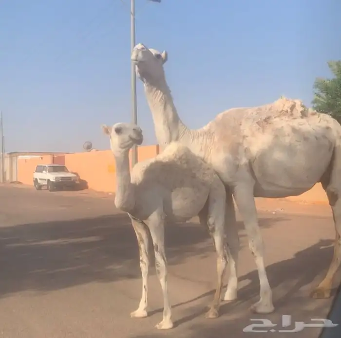 عشراء ثنيه معها بكره تم البيع 4