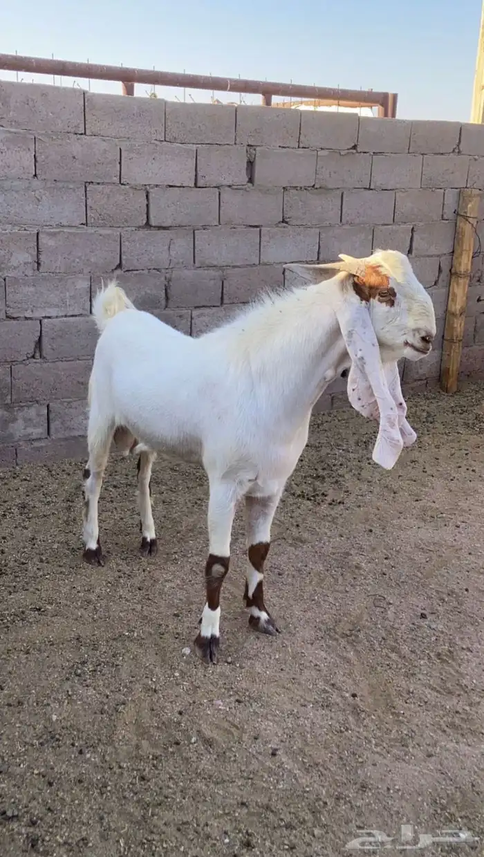 تيوس 3