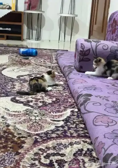 قطوه لتبني اناثي مجانا 0