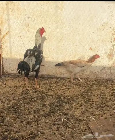 دجاج شامو 2