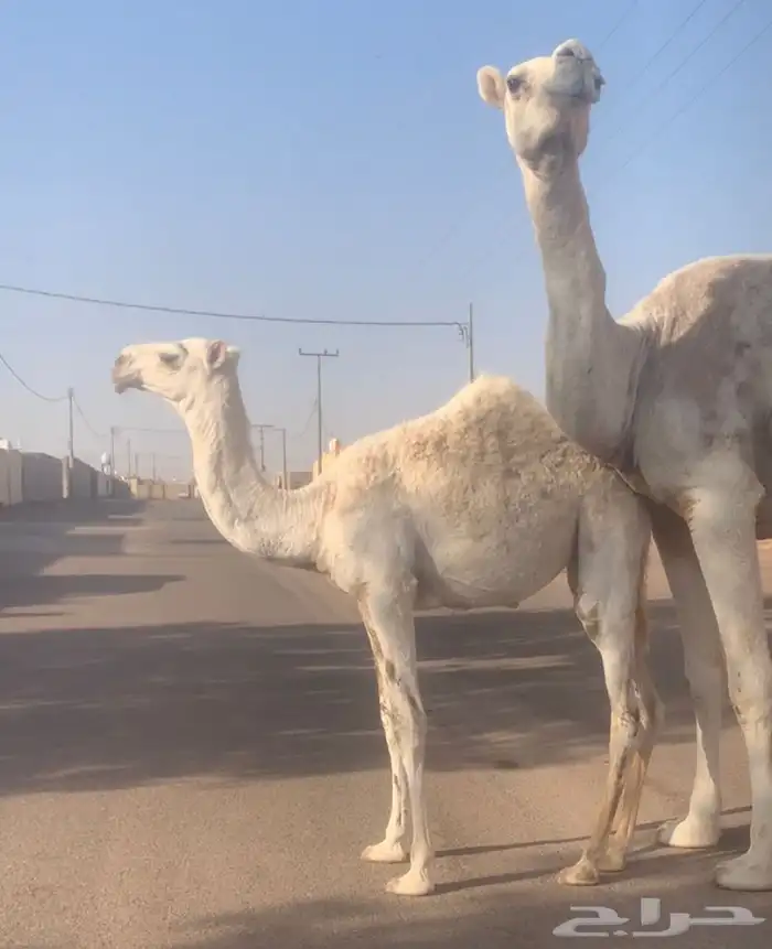 عشراء ثنيه معها بكره تم البيع 1