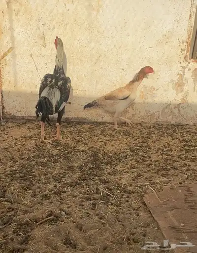 دجاج شامو 1