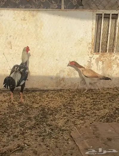 دجاج شامو 0