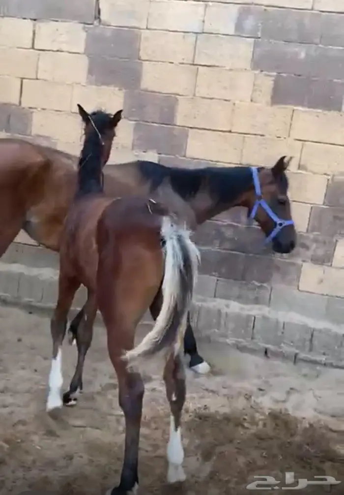فرس لقاح معها مهر 1