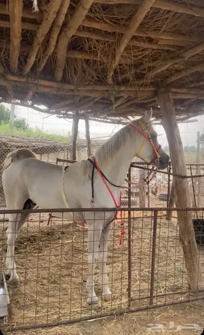 خيل شعبي كفو 2