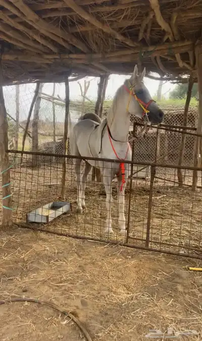 خيل شعبي كفو 0