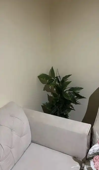 سلام عليكم كنب نضيف مستخدم مع اغراضه وطولته وعلى اليوم 8