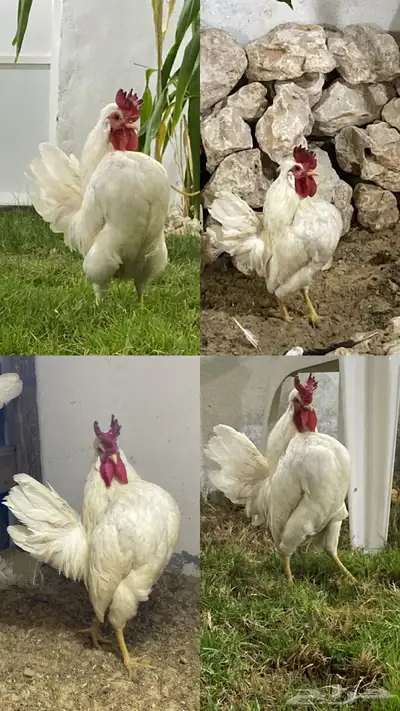 سلام عليكم للبيع ديك كوبرا مستواه طيب 0