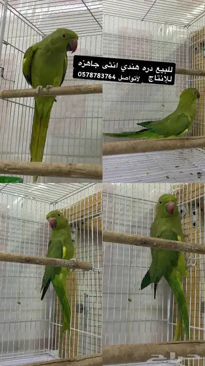 للبيع انثى دره جاهزه للإنتاج 0