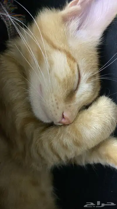 قطة للتبني المؤقت 0