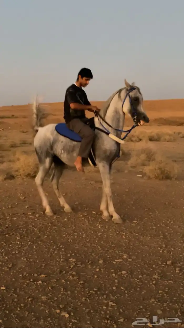حصان شعبي شيخخ 0