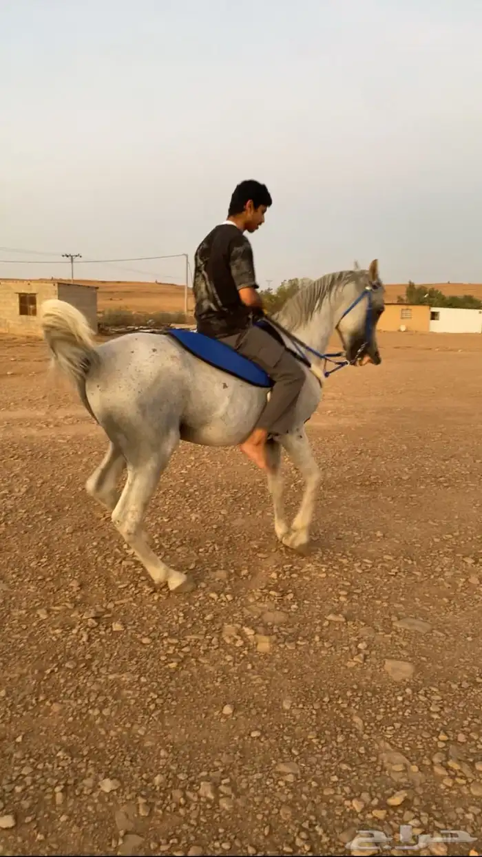 حصان شعبي شيخخ 2